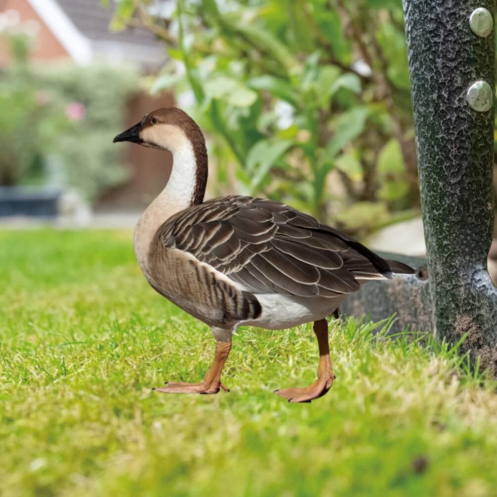 Decoratiune de Gradina, Flippy, Model Gasca Salbatica, Tip Placa, Grosime 3 mm, Fata-Verso, 27 x 30 cm, Maro - imagine 3