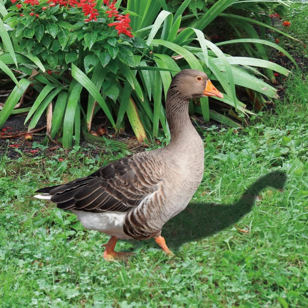 Decoratiune de Gradina, Flippy, Model Gasca Salbatica, Tip Placa, Grosime 3 mm, Fata-Verso, 27 x 30 cm, Maro - imagine 4